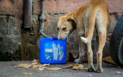 How To Help Street Animals In Summer