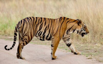 Saving Stripes: The Battle For Tiger Conservation in India