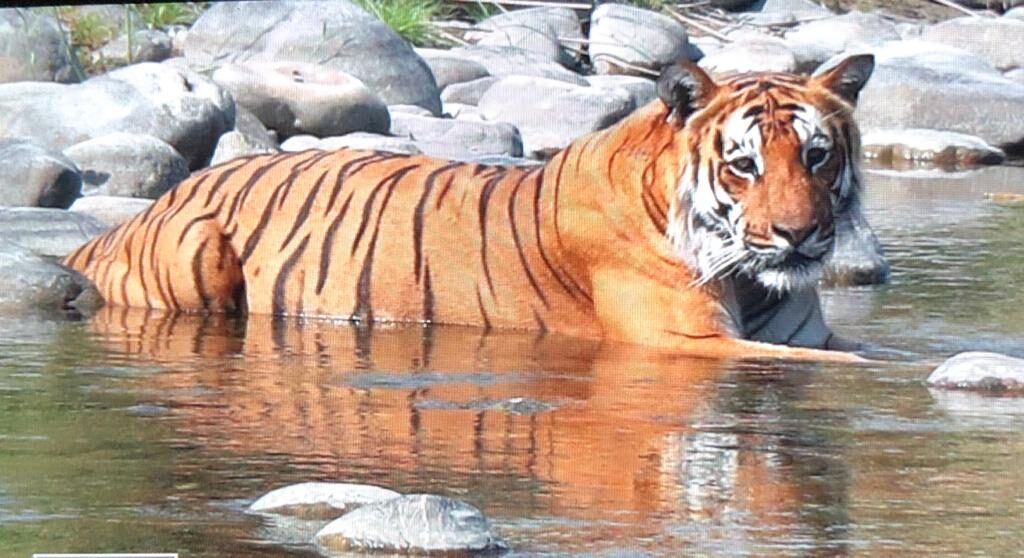 6 Ways Climate Change Affects Tigers
