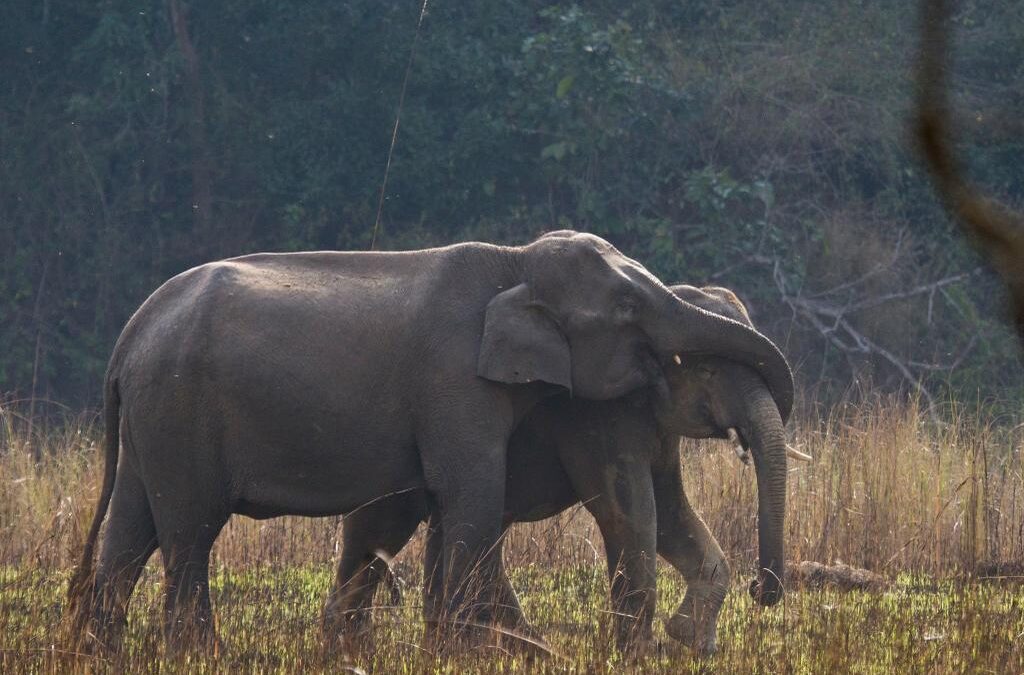 Wildlife Trafficking In India