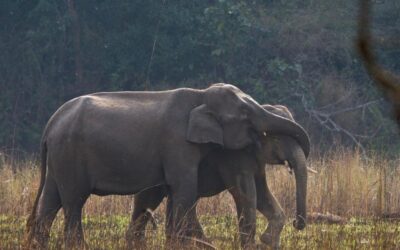 Wildlife Trafficking In India