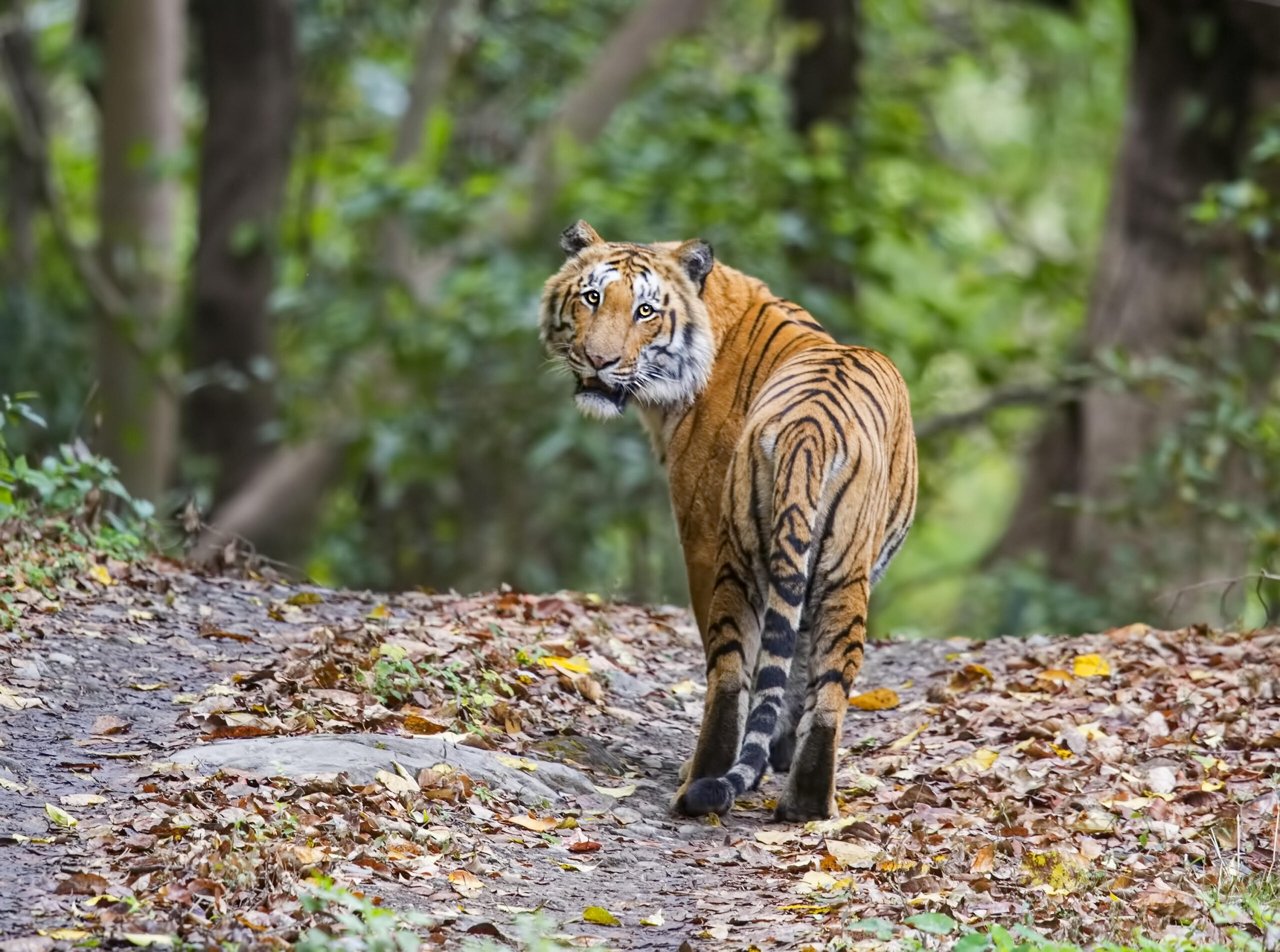 5 Ways Climate Change Affects India’s Wildlife