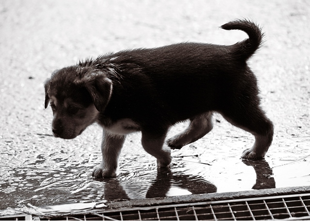 How To Help Street Animals During The Monsoon