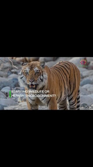 Wildlife Conservation in India | Earth Brigade Foundation